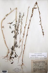 Herbarium Sheet of NY 3346737